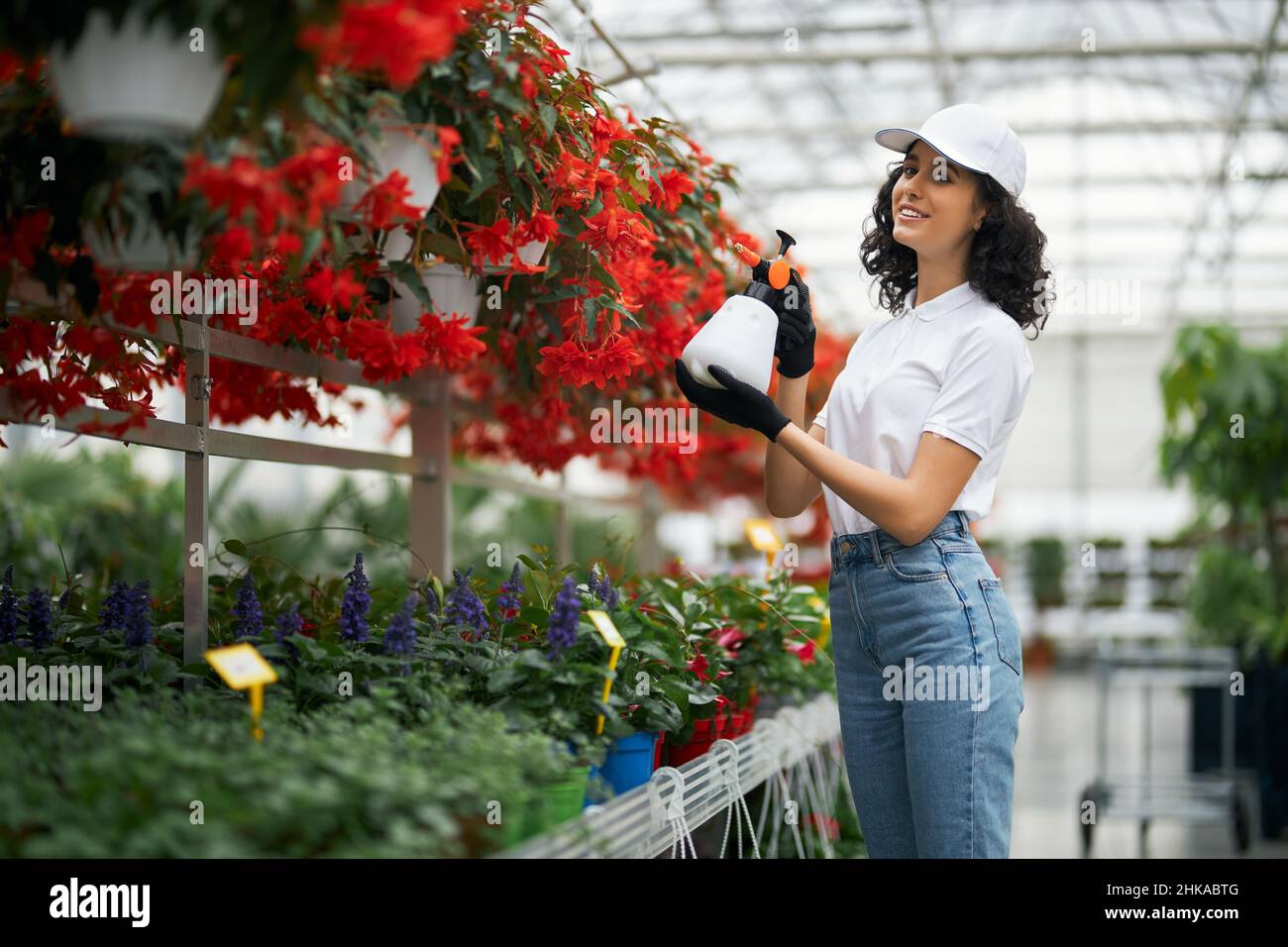 Giardiniere femminile professionale in uniforme utilizzando spray per innaffiare fiori a serra. Giovane donna con capelli ricci scuri coltivando piante colorate. Foto Stock
