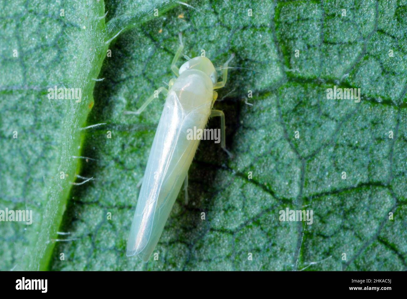 Tramoggia di foglia Edwardsiana flavescens su una superficie in foglia Foto Stock