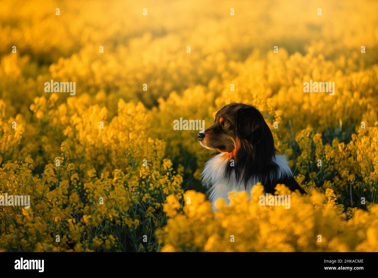 Ritratto di un bel pastore australiano in un campo di colza. Aussie su un prato giallo tramonto. Foto Stock