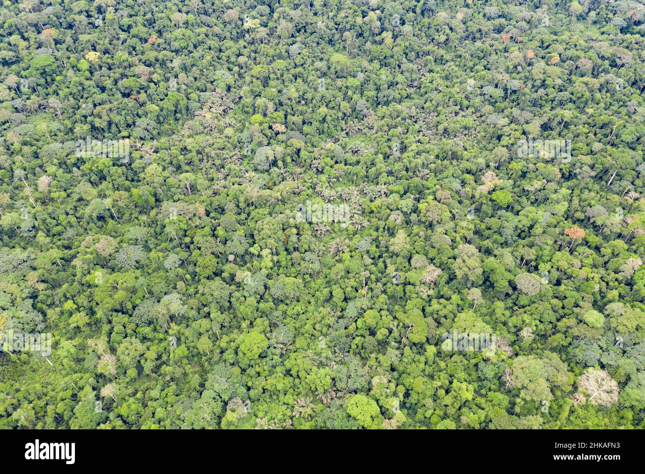 Foresta pluviale tropicale del Camerun Foto Stock