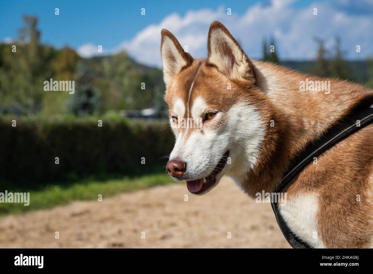 Ritratto di cane Husky siberiano. Animale domestico carino all'aperto. Foto Stock