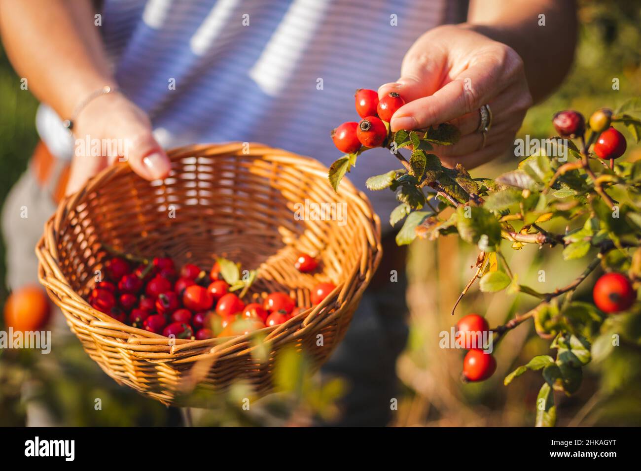 Donna che raccoglie bacche di rosa anca al cestino di vimini, raccolto stagionale per medicina alternativa. Foto Stock