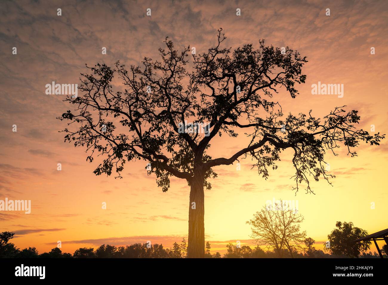 Silhouette albero con cielo aureo dorato al mattino. Nuovo giorno con il cielo arancione alba dietro l'albero. Concetto spirituale e di tranquillità. Bellezza Foto Stock