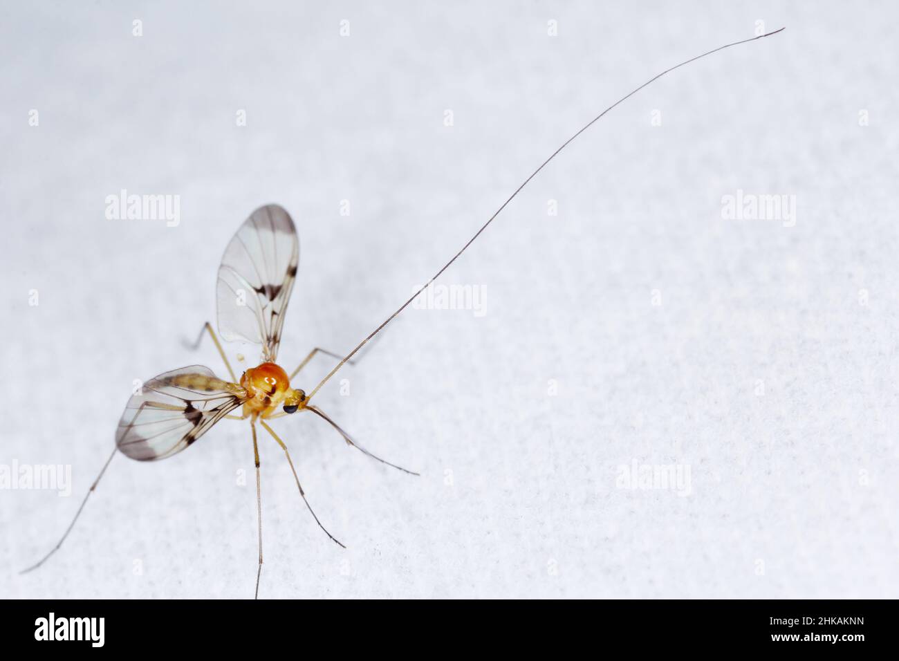 I Keroplatidae sono una famiglia di mosche di piccole dimensioni conosciute come gnats fungo. Volo caratterizzato da antenne molto lunghe. Un insetto attratto dalla luce. Foto Stock