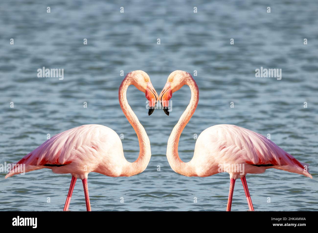 Due fenicotteri rosa che formano un cuore per il giorno di San Valentino Foto Stock