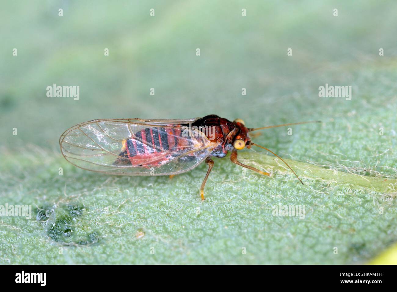 Pera sucker Cacopsylla pirisuga è un parassita di pera europea - Pyrus communis causa foglie arrotolate o piegate in frutteti e giardini. Foto Stock
