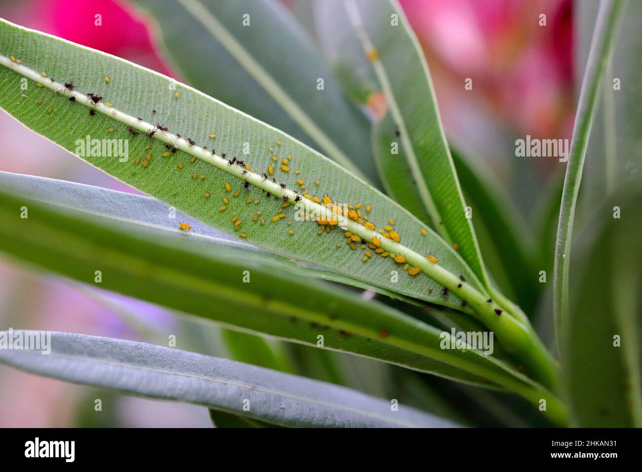 Colonia di Aphis nerii su un oleandro. È un insetto della famiglia Aphididae, nomi comuni includono oleandro apide, afide di alghe mite, peperoncino apide dolce Foto Stock