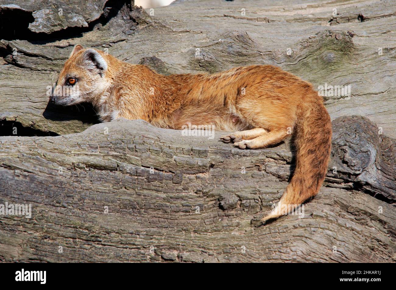 La Mongoose gialla a volte chiamata il Meerkat Rosso è un piccolo mammifero, un membro della famiglia delle mongoose. Foto Stock