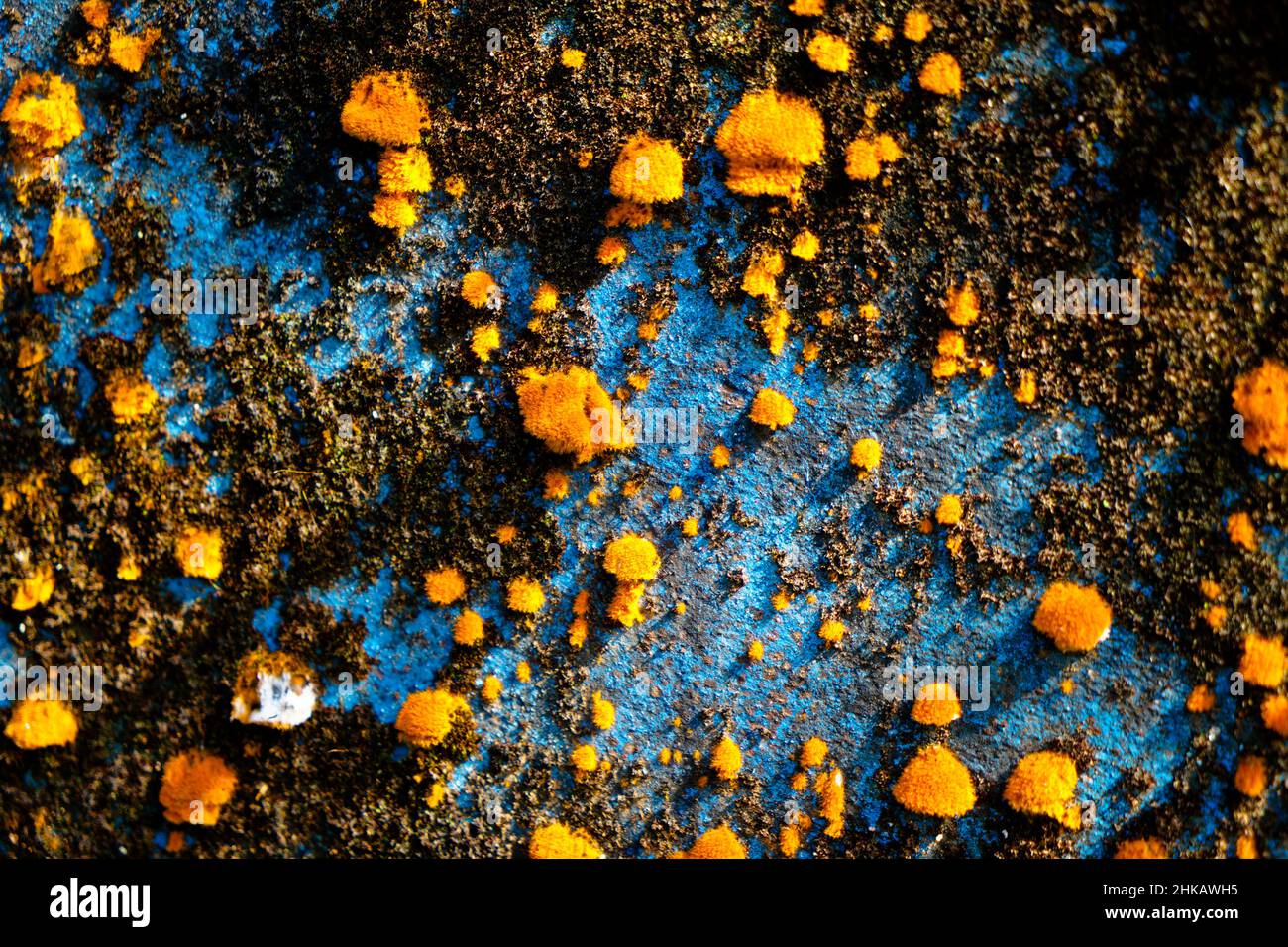 Lichen di colore giallo, un organismo composito, sulla superficie di una parete, fuoco selettivo Foto Stock