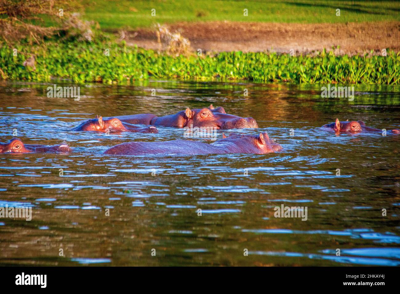 Vista di una mandria di hippos snoozing nelle acque vicino alla riva del lago Naivasha in Kenya Foto Stock