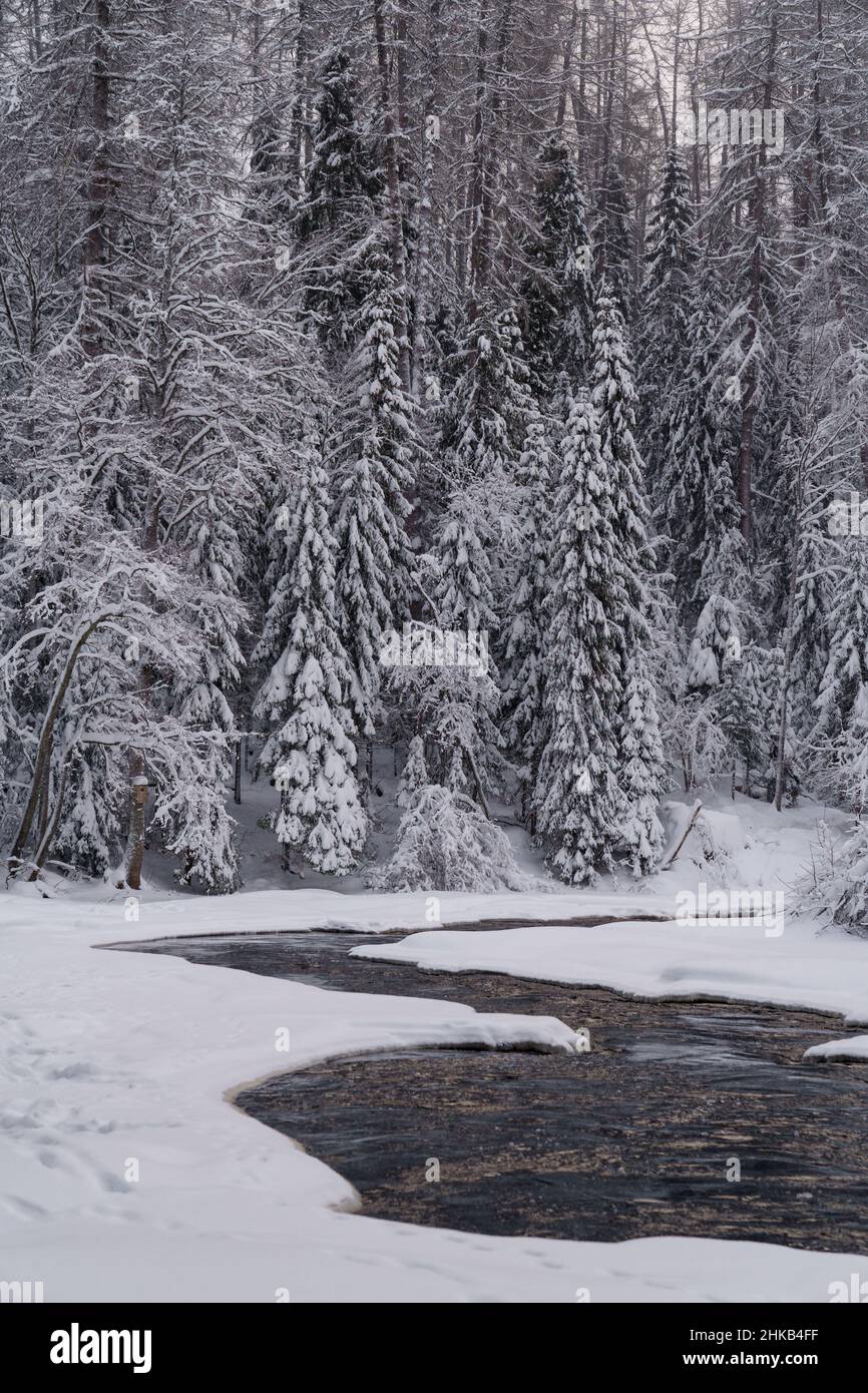 Running fiume infuria con acqua di montagna sciolta lavaggio ghiacciato coste di neve conifere foresta invernale Foto Stock