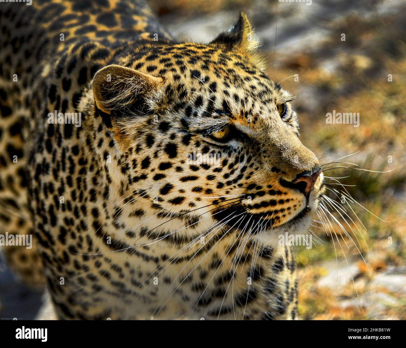 Primo piano sul lepoard africano sulla caccia Foto Stock