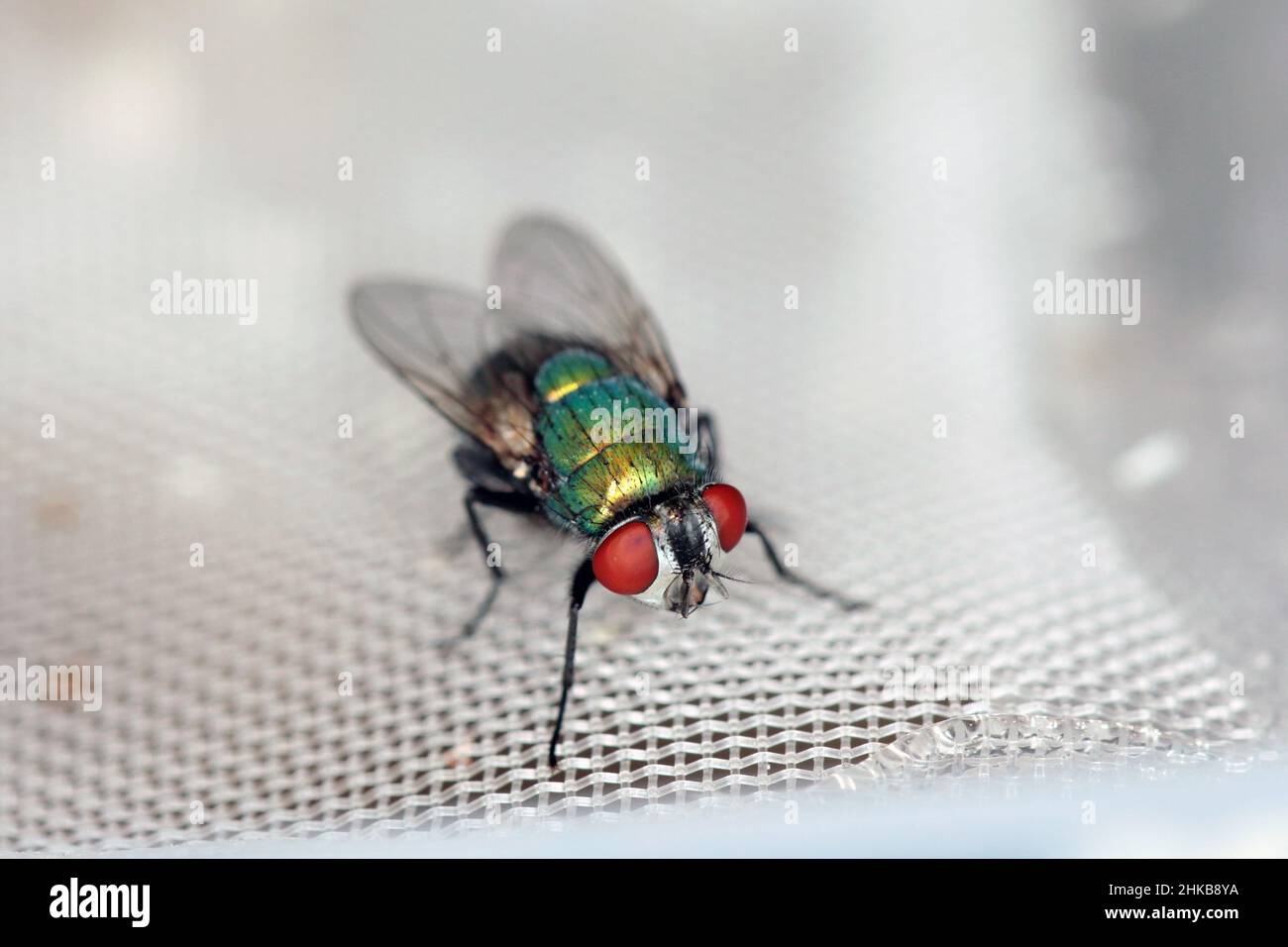 Fly Lucilia caesar comune greenbottle blowfly Diptera in primo piano mentre si depongono le uova. Foto Stock