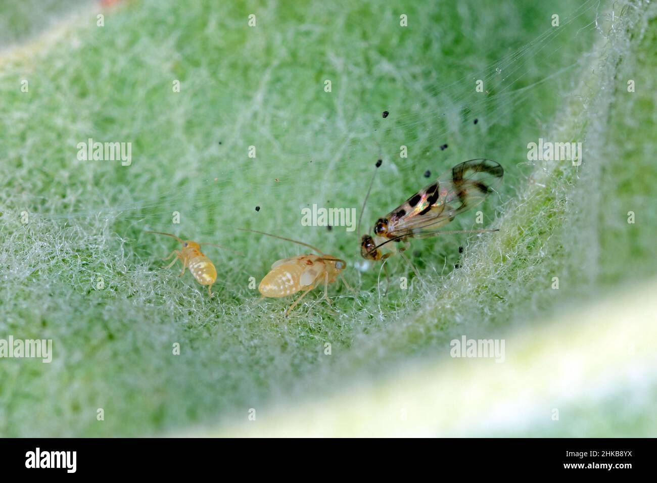 Barkfly Psocoptera strisciare su piante verdi ad alto ingrandimento. Adulto e larve in foglia sotto il rifugio - una tela delicata. Foto Stock