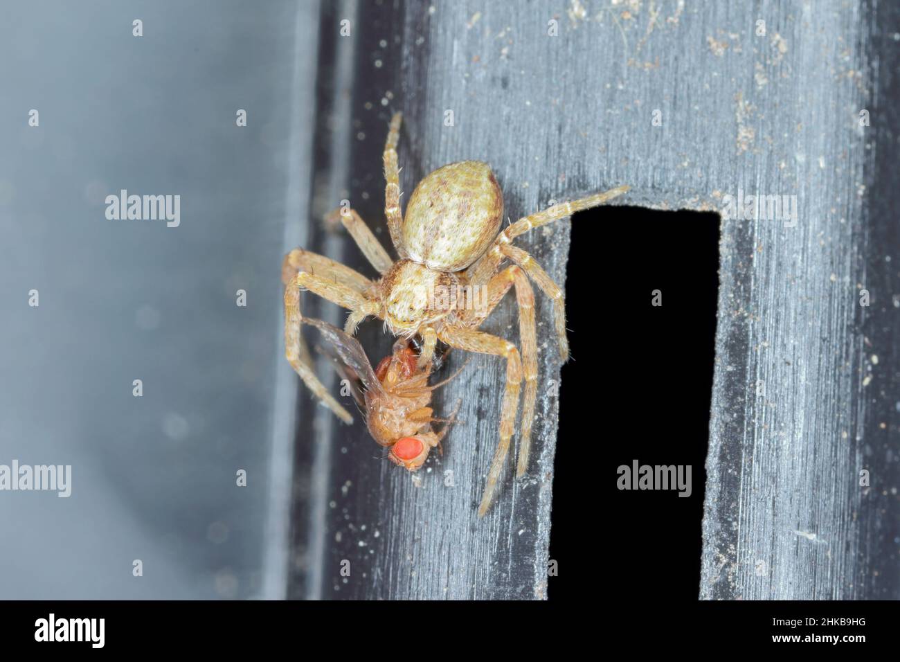 Un ragno con una mosca di frutta cacciata. Foto Stock