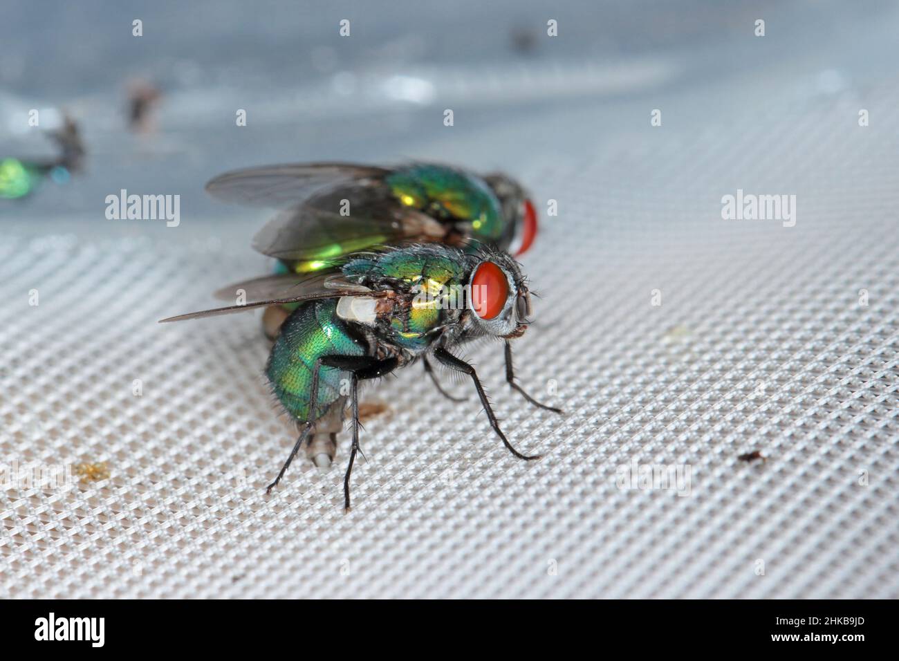 Fly Lucilia caesar comune greenbottle blowfly Diptera in primo piano mentre si depongono le uova. Foto Stock