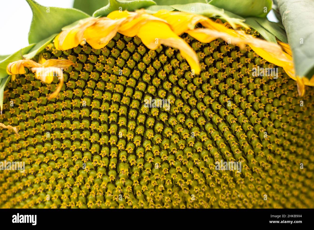 Semi di girasole verdi in primo piano. Texture di girasole Foto Stock