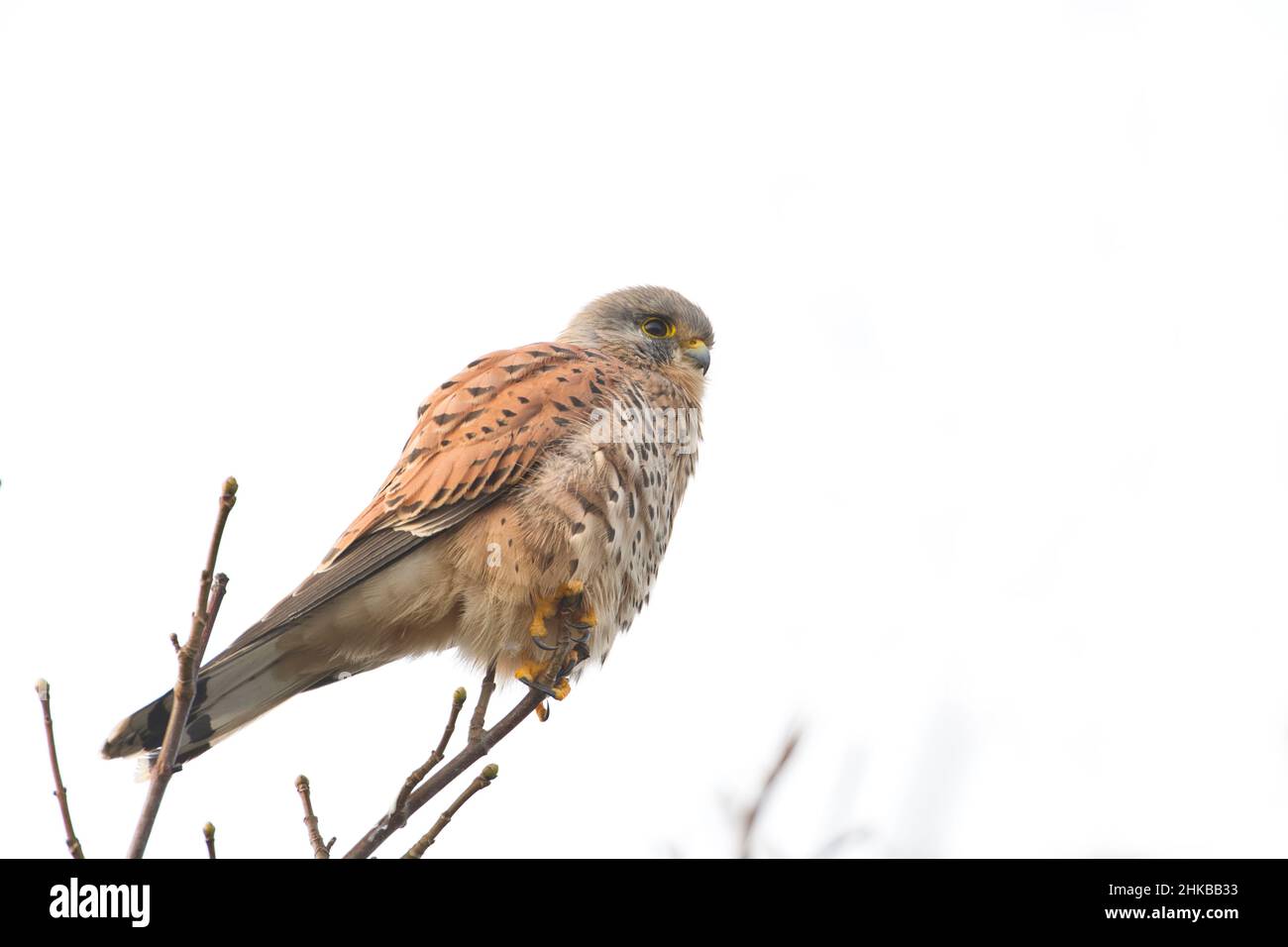 Il gheppio maschio (Falco tinnunculus) arroccato in una cime degli alberi Foto Stock