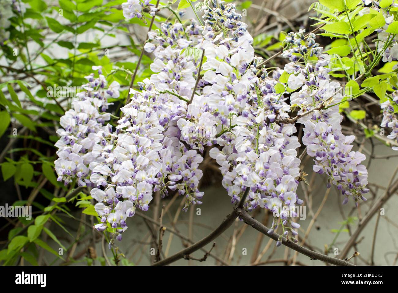 Glicine viola, un arbusto ornamentale rampicante con grappoli appesi di fiori di pallido bluastro-lilla. I fiori sono profumati, con profumi dolci e muschiosi. Foto Stock