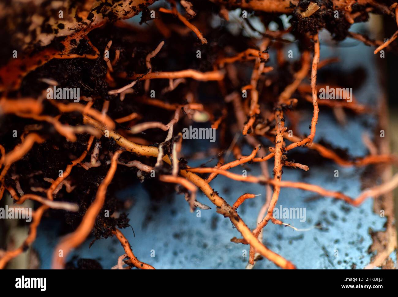 radici di pianta di arancio Foto Stock