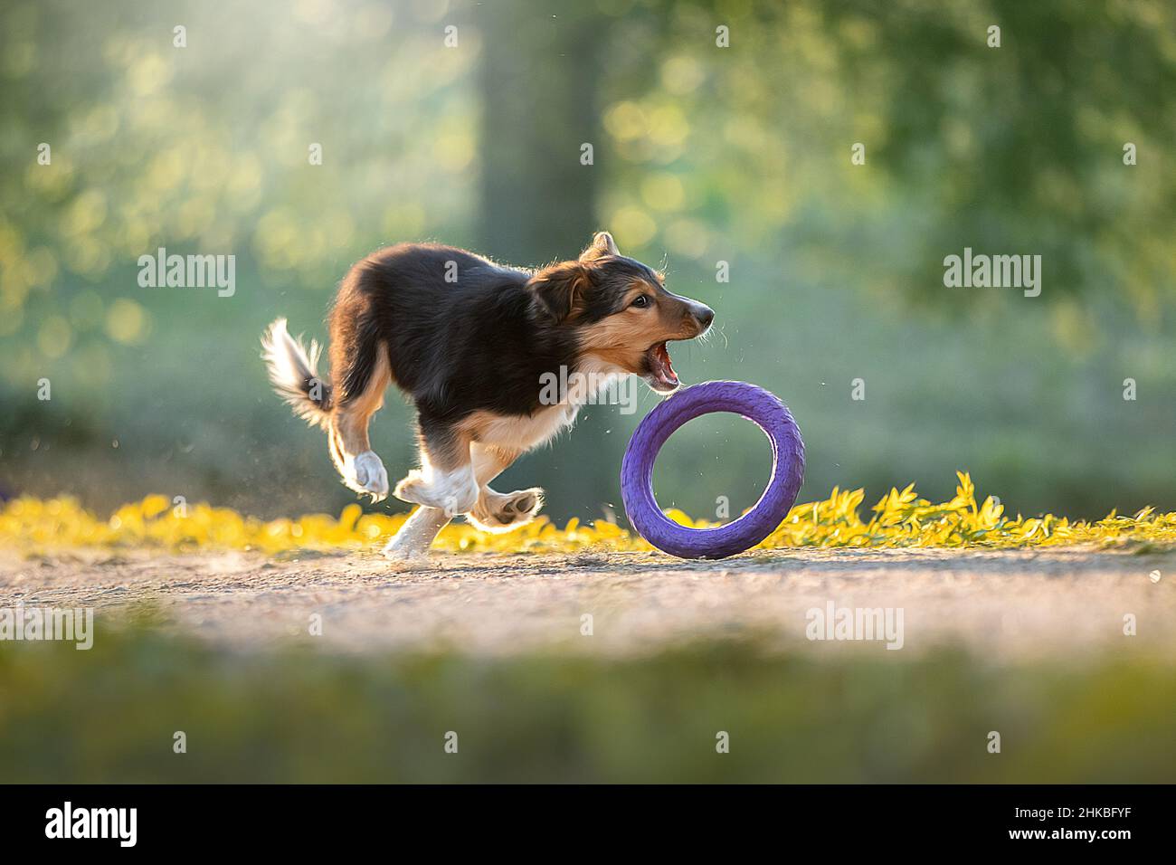 Estrattore di fermi bordatura Collie. Foto Stock