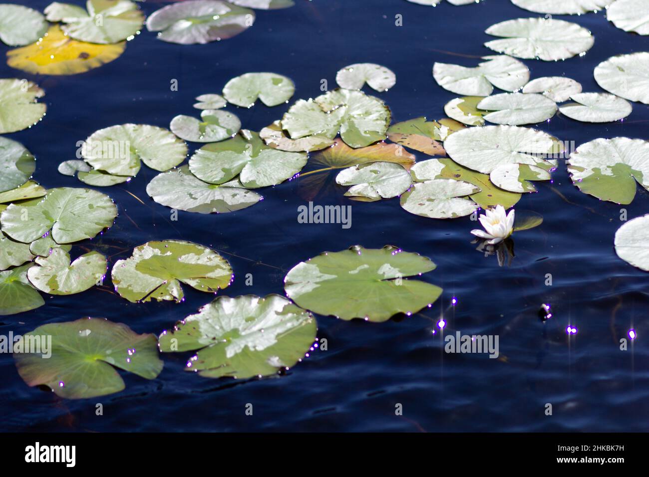 Water Lilies in tutto il lago in estate park Foto Stock