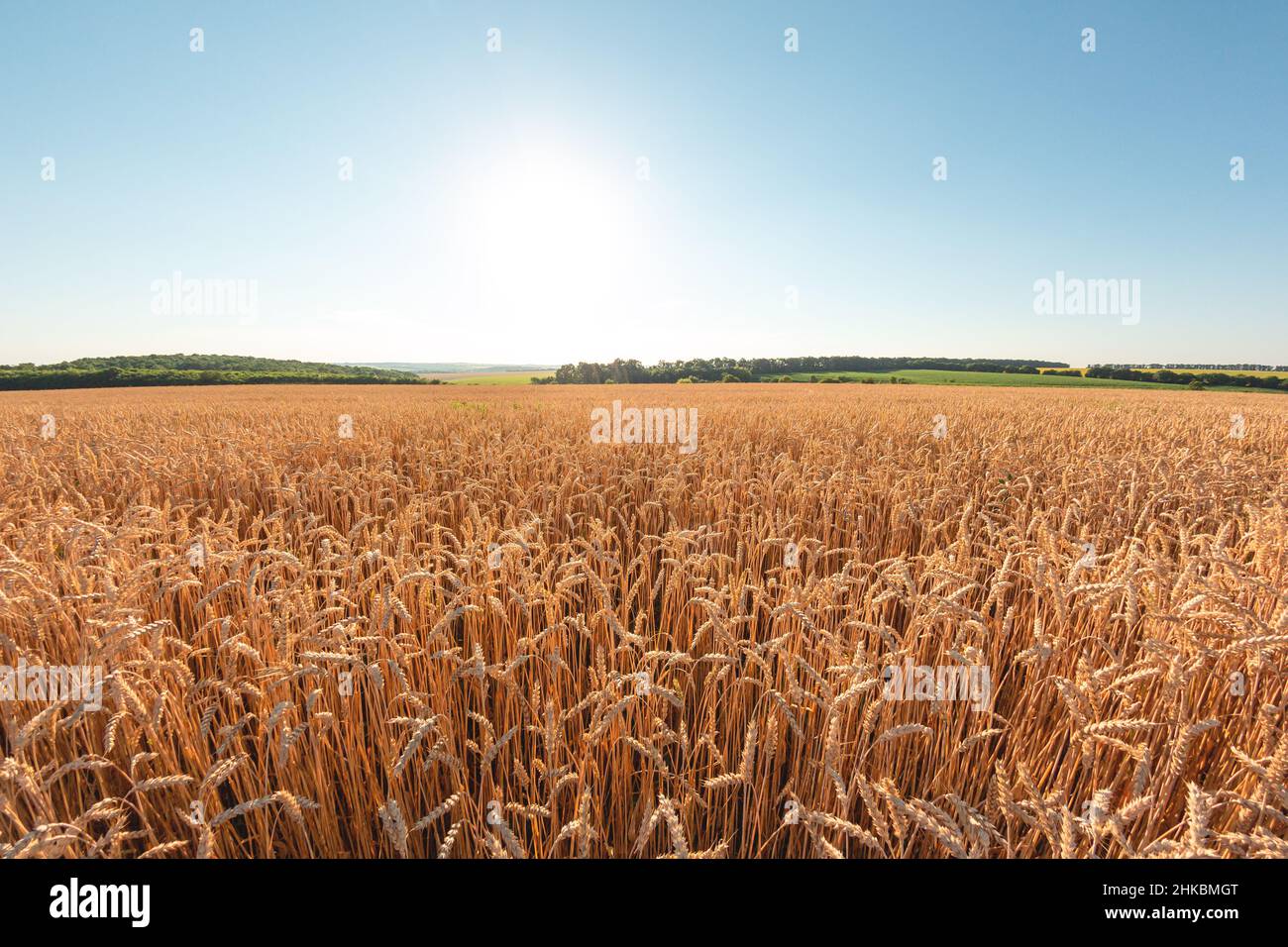 Grano maturo nel campo agricolo. Orecchie d'oro di grano in una calda giornata di sole Foto Stock