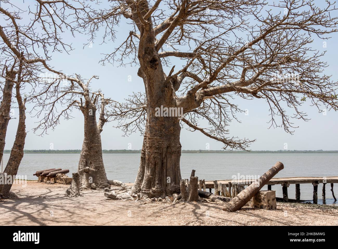 Baobab e le rovine dell'antico forte sull'isola di James nel fiume Gambia Foto Stock