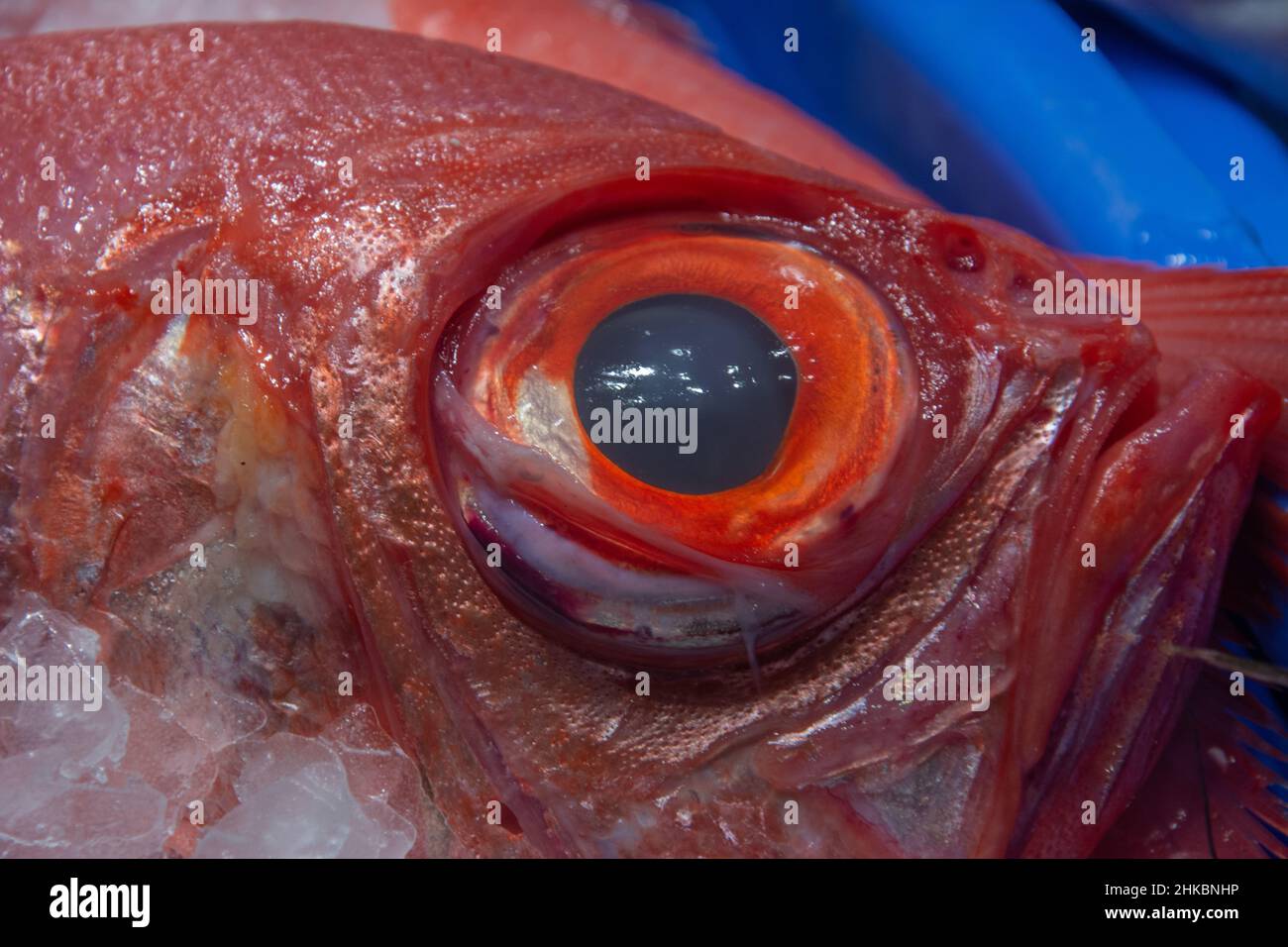 Vista ravvicinata di un occhio di alfonsino (Beryx decadactylus), noto anche come alfonsin, beryx con palangari, orata rossa, o pesce imperador in un mercato del pesce Foto Stock