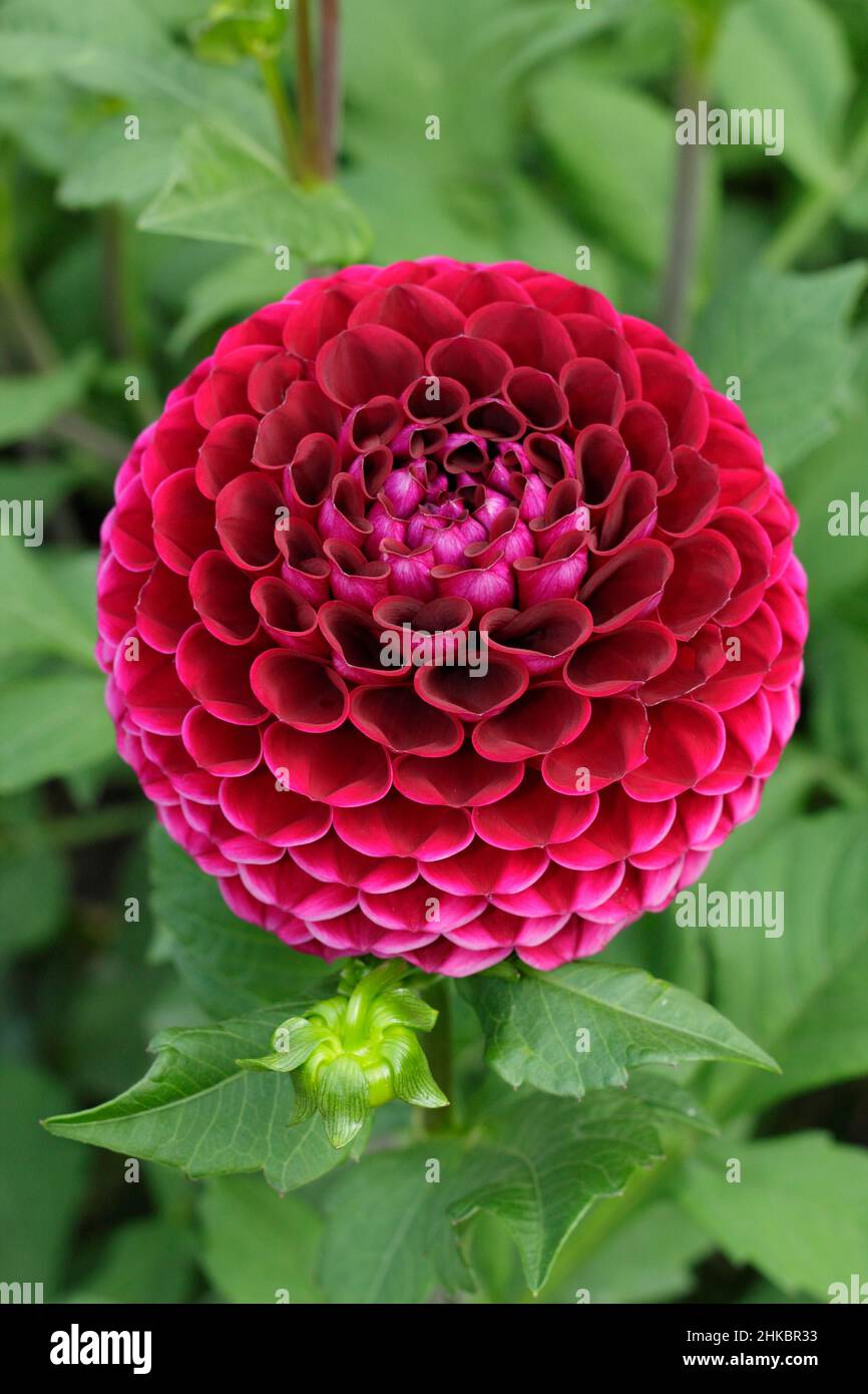 Dahlia 'Amy Cave', piccola palla viola scuro-rosso dahlia flower.UK Foto Stock