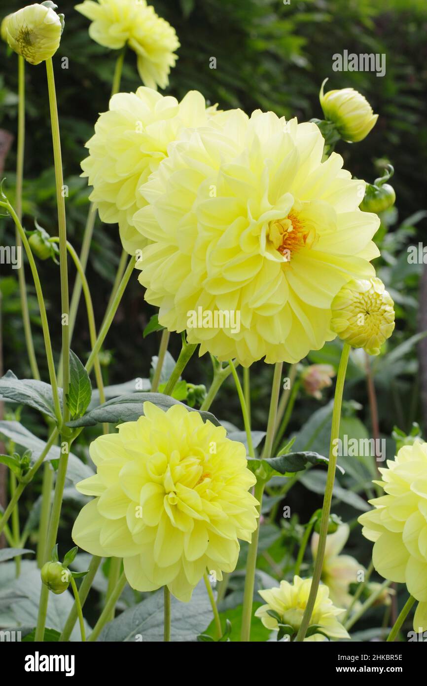 Dahlia Glorie Van Heemstede, piccolo giglio con petali gialli chiari. REGNO UNITO Foto Stock