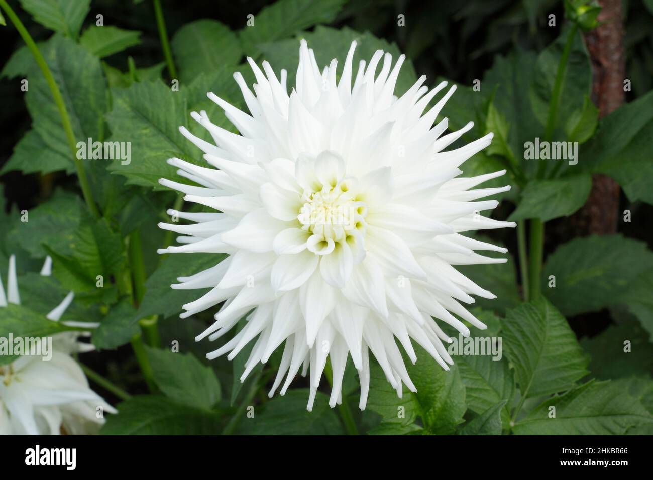 Dahlia 'Clearview Tammy' semi-cactus medio con petali bianchi luminosi. REGNO UNITO Foto Stock