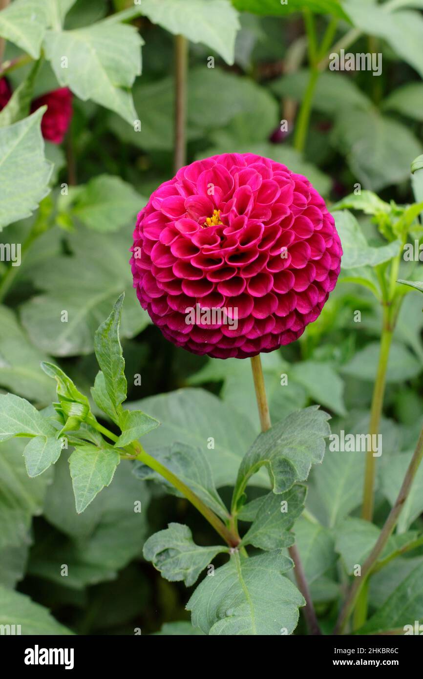 Dahlia 'Moor Place', porpora viola scuro pompom dahlia. REGNO UNITO Foto Stock