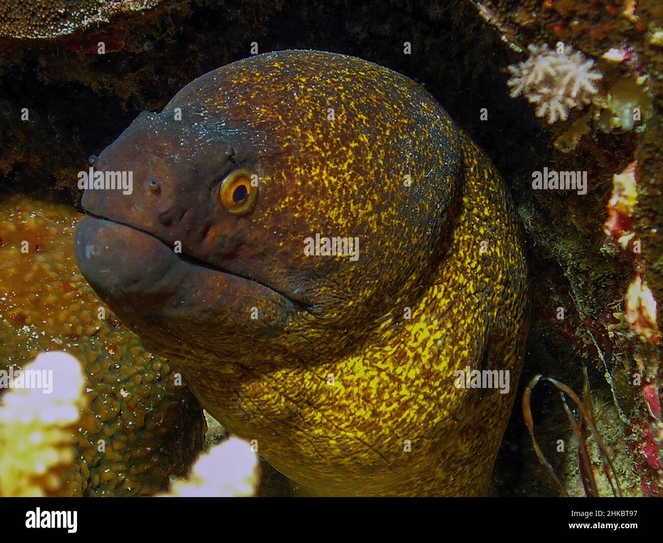 Un Moray dal bordo giallo (Gymnothorax flavimarginatus) nel Mar Rosso, Egitto Foto Stock