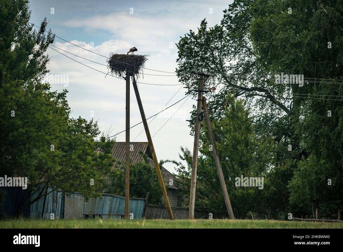 Ucraina, Regione Romny, villaggio di Vovkivtsy. Un nido di cicogna Foto Stock
