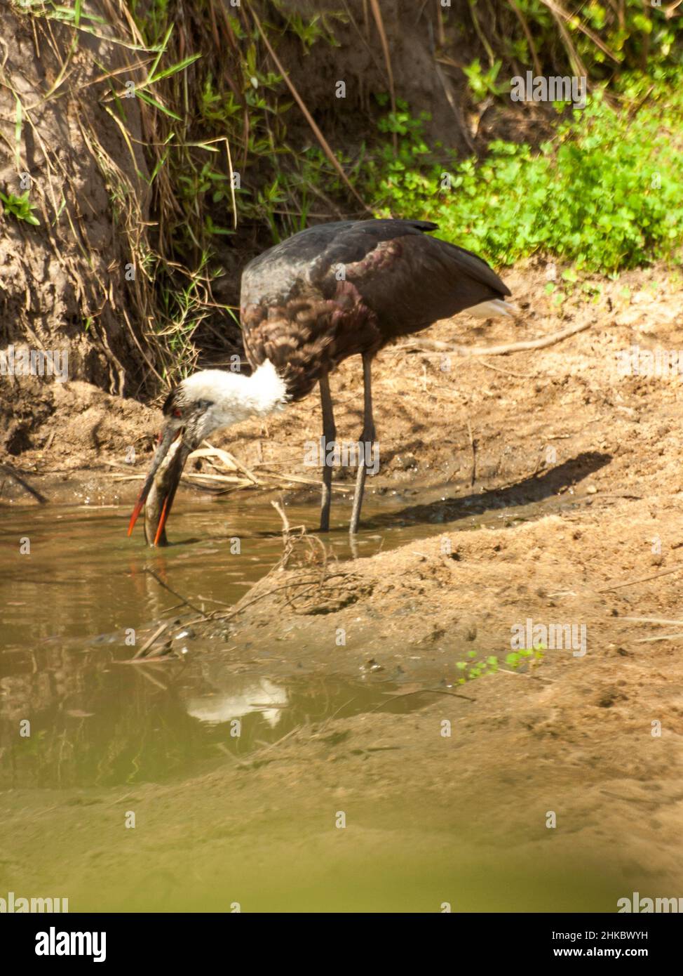 Una cicogna a collo di lana, Ciconia episcopus, che cattura il pesce in una piccola piscina temporanea nel Parco Nazionale Kruger del Sud Africa. Foto Stock