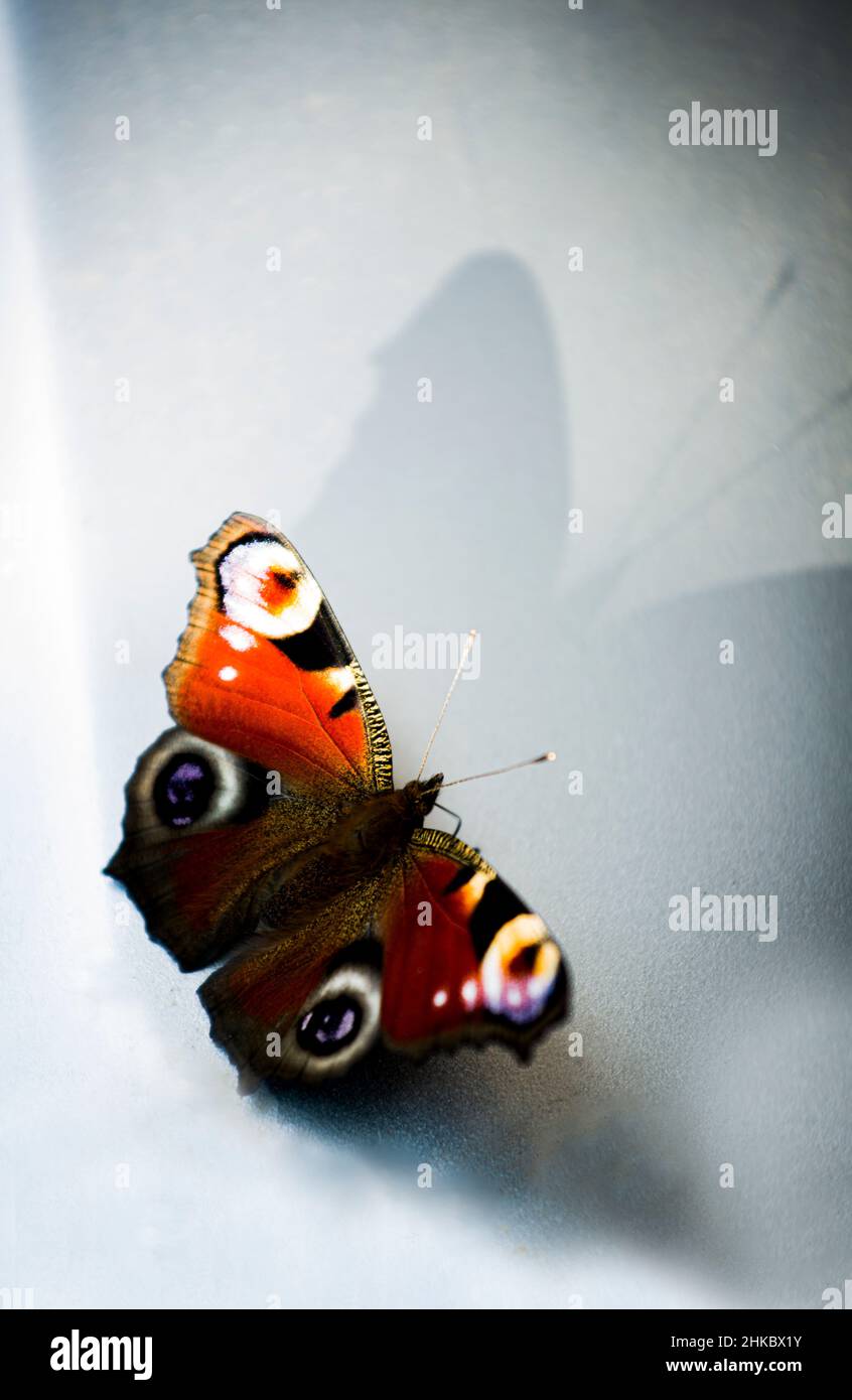Una farfalla luminosa, con la sua ombra su una superficie argentata Foto Stock