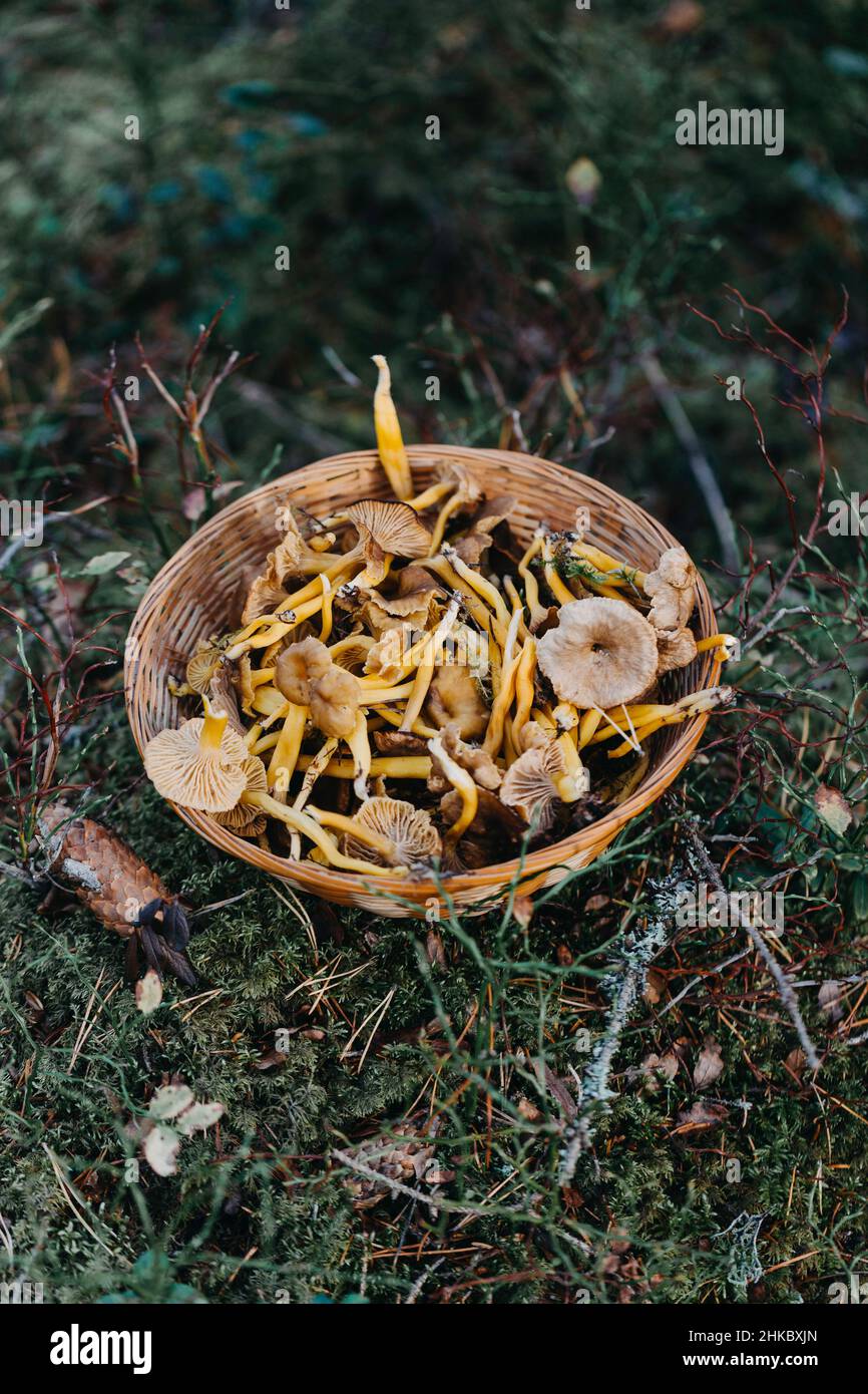 Un cestino pieno di chanterelle e chanterelle a imbuto nel bosco Foto Stock