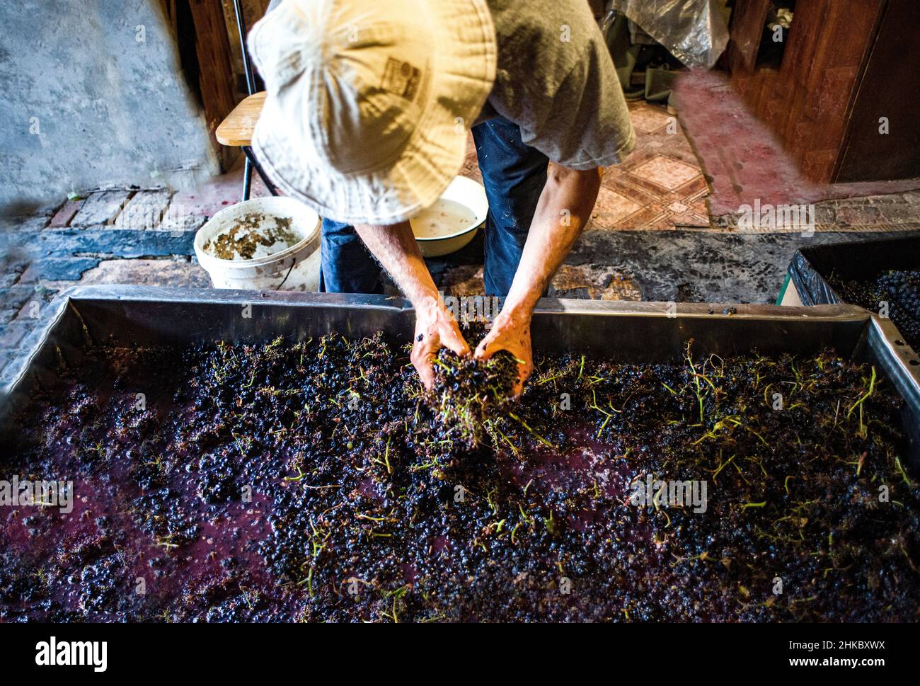 Selezione manuale dei gambi dal mosto di uve pressato di pinot nero nel vinificazione in garage Foto Stock