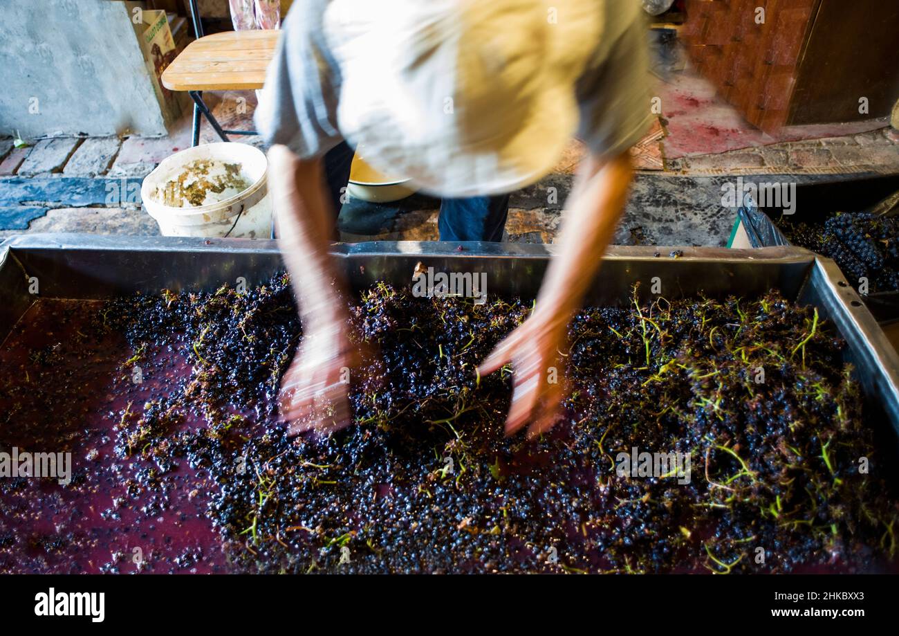 Selezione manuale dei gambi dal mosto di uve pressato di pinot nero nel vinificazione in garage Foto Stock