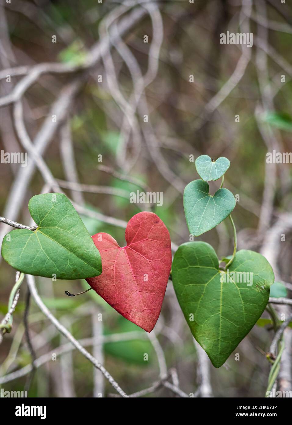 Foglie di piante di campagna a forma di cuore, dipinte di rosso passione.  Concetto di amore, San Valentino, amore per la natura. Celebrazioni, natura  Foto stock - Alamy