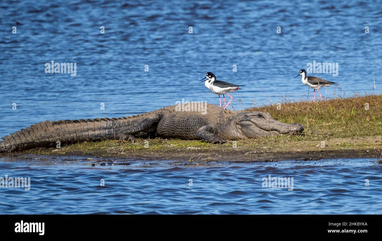 Un alligatore sulla riva del fiume Myakka nel Myakka River state Park a Sarasota, Florida USA Foto Stock