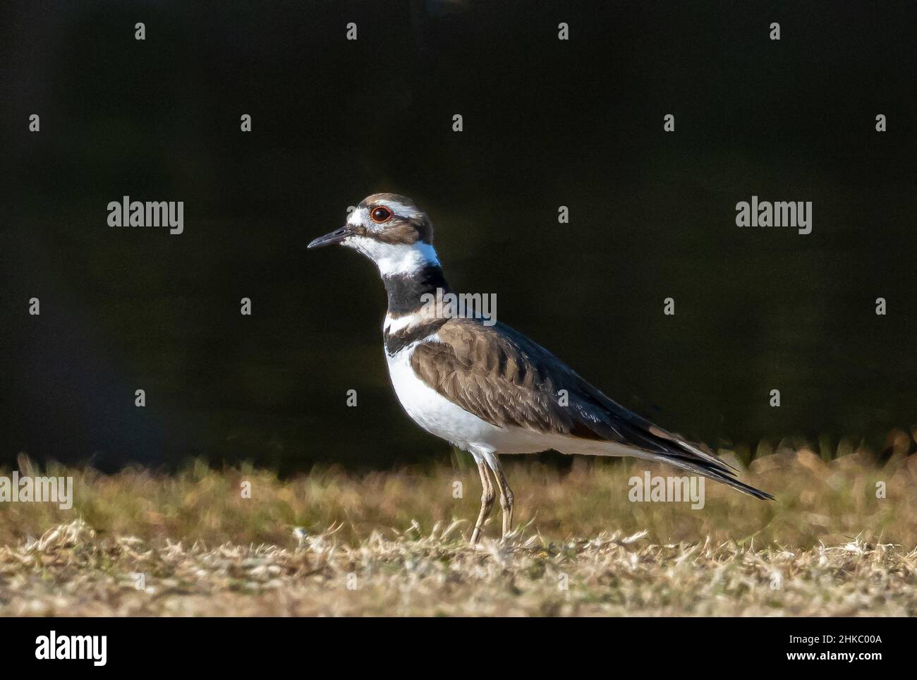 Singolo uccello Killdeer (Charadrius vociferus) in piedi sul terreno nel Myakka River state Park a Sarasota Florida USA Foto Stock