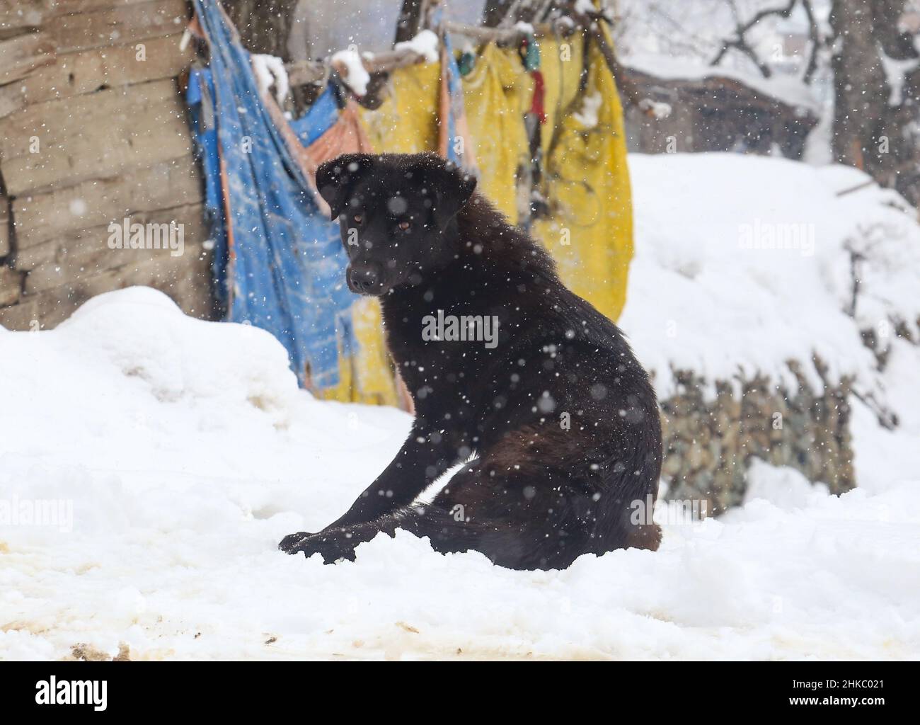 Srinagar, India. 03rd Feb 2022. Un cane randagio visto durante le pesanti nevicate in un villaggio nel distretto settentrionale di Baramulla del Kashmir, circa 35 chilometri a nord di Srinagar, la capitale estiva del Kashmir indiano, (Foto di Sajad Hameed/Pacific Press) Credit: Pacific Press Media Production Corp./Alamy Live News Foto Stock