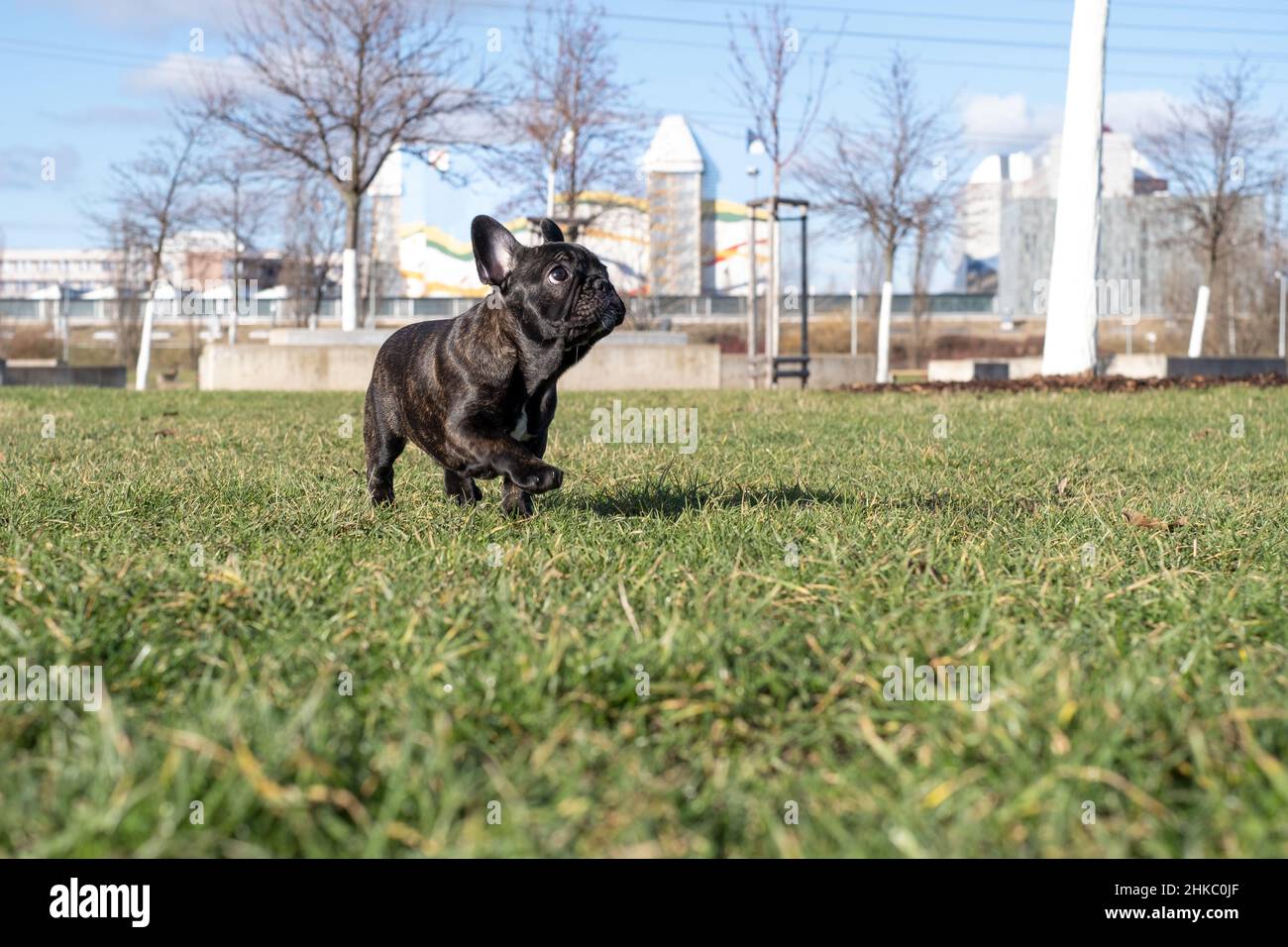 Puppy femminile di Bulldog francese correre nel parco in giorno di sole Foto Stock