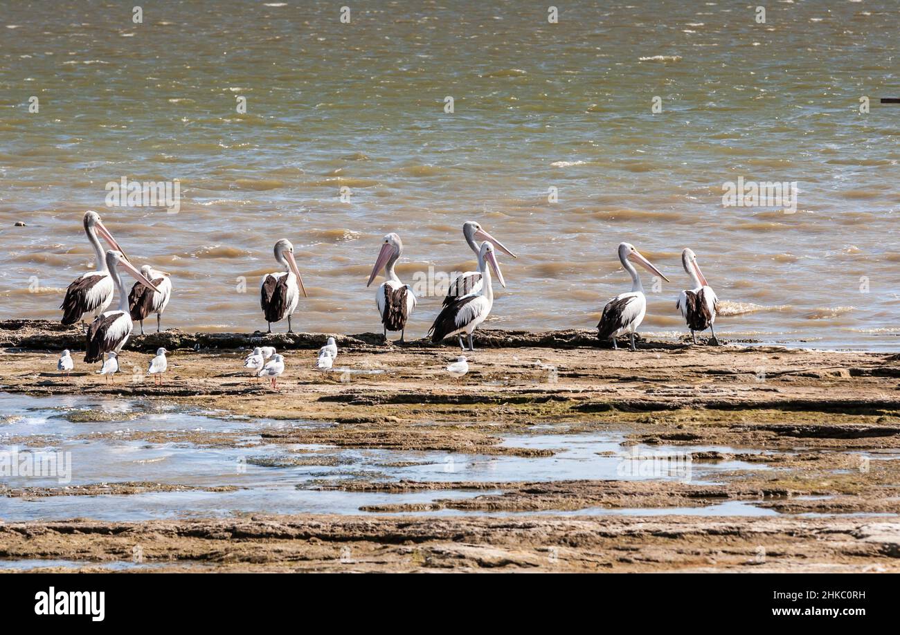 Paesaggio costiero con litorale e gruppo di pellicani australiani, Pelecanus cospicillatus, in piedi sulla spiaggia di sabbia del lago Albert o del lago Yarli Foto Stock