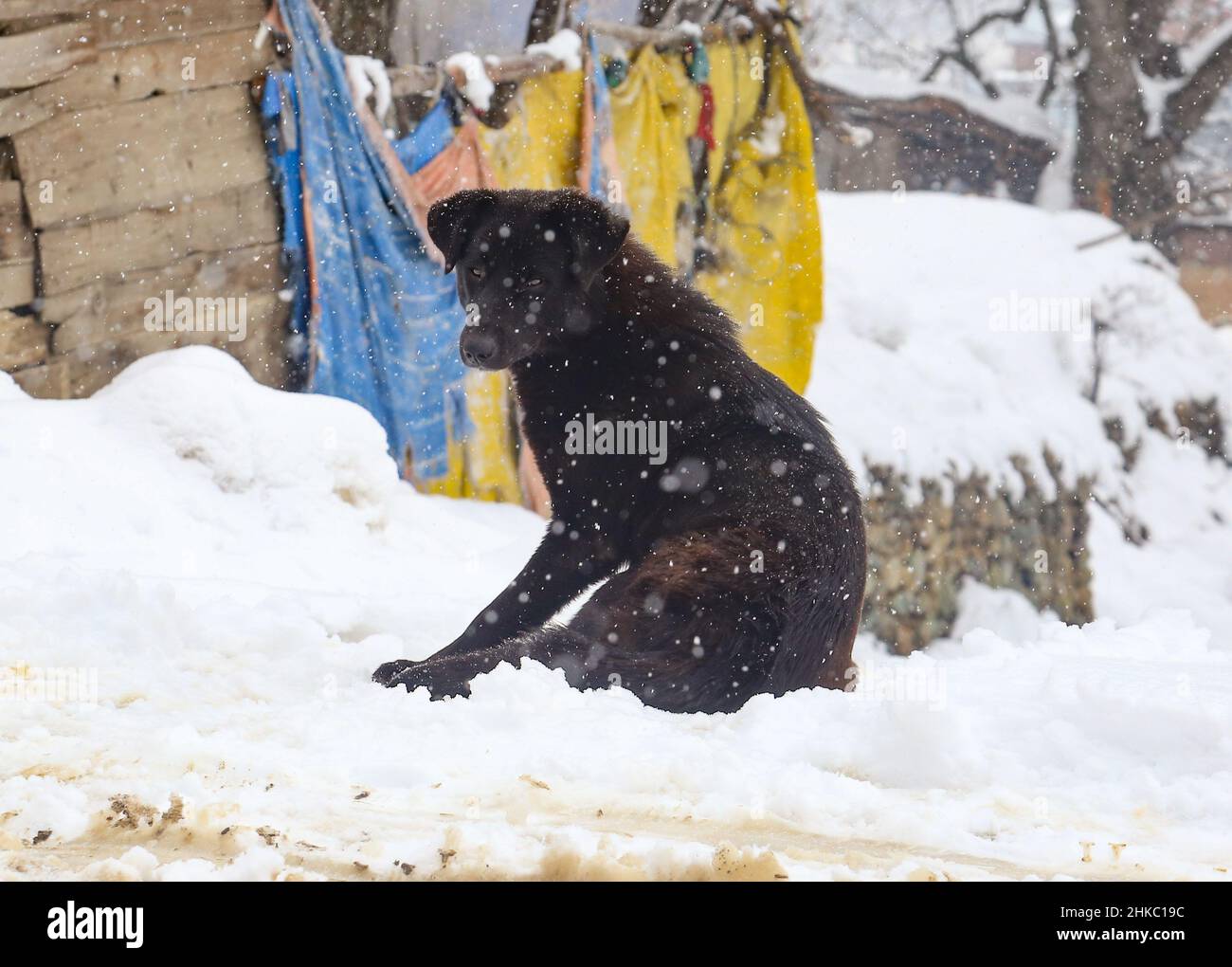 Febbraio 3, 2022, Srinagar, Jammu e Kashmir, India: Un cane randagio visto durante le pesanti nevicate in un villaggio nel distretto settentrionale di Baramulla del Kashmir, circa 35 chilometri a nord di Srinagar, la capitale estiva del Kashmir indiano, (Credit Image: © Sajad Hameed/Pacific Press via ZUMA Press Wire) Foto Stock