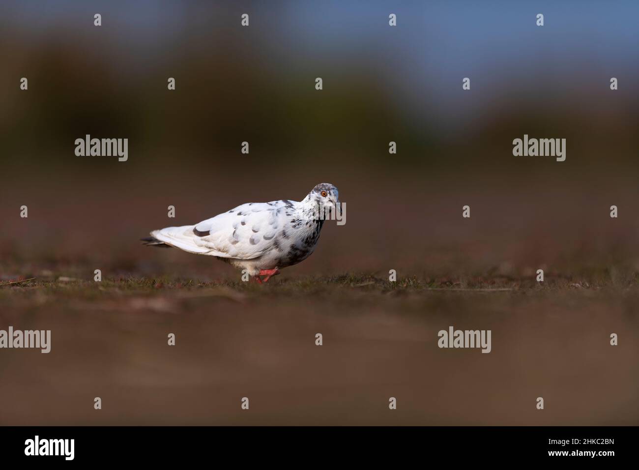 Bianco bellissimo piccione Foto Stock