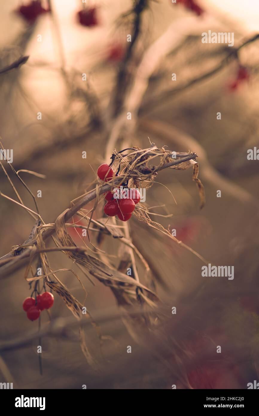 Berries rosso in inverno. Foto di alta qualità Foto Stock