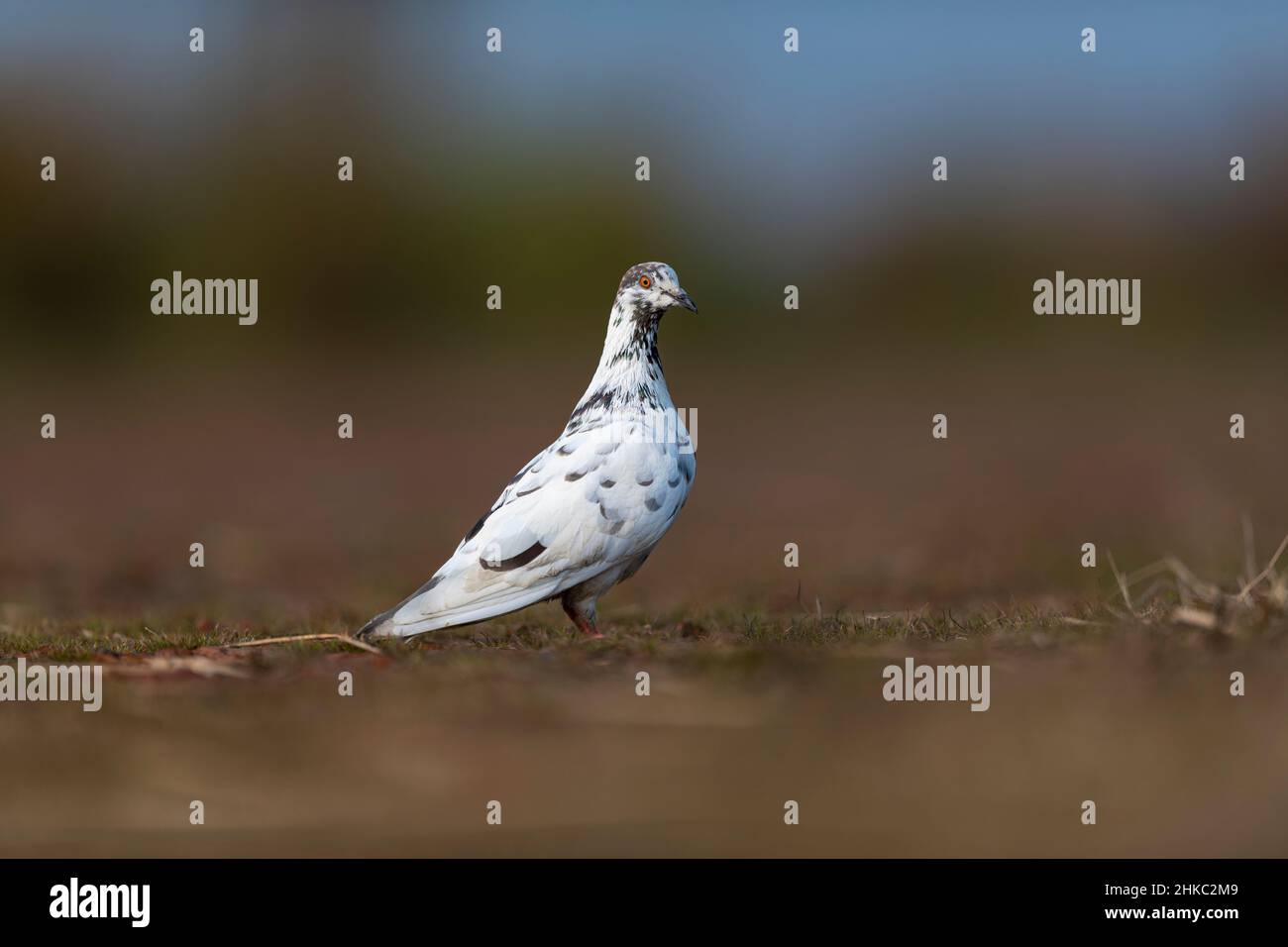 Bianco bellissimo piccione Foto Stock